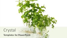  Presentation with plants - Audience pleasing PPT theme consisting of herbs-plants-in-pots-isolated backdrop and a yellow colored foreground