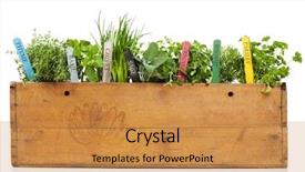  Presentation with banana plant - Amazing slide deck having herbs with name tags plant backdrop and a yellow colored foreground