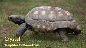  Presentation with tortoise - Slides featuring hercules - red-footed tortoise chelonoidis carbonaria wildlife background and a tawny brown colored foreground