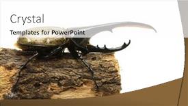  Presentation with hercules - PPT theme consisting of hercules beetle dynastes hercules dynastinae on piece of tree isolated on white background and a white colored foreground