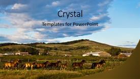  Presentation with horse racing - Slide deck consisting of free horse racing - herd galloping at the field background and a teal colored foreground