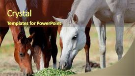  Presentation with foal - Audience pleasing presentation design consisting of arabian mares white foal eating backdrop and a tawny brown colored foreground