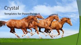  Presentation with field - Colorful PPT theme enhanced with galloping - four trakehner sorrel stallions gallop backdrop and a  colored foreground