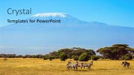  Presentation with kenya - Audience pleasing theme consisting of herd-of-adorable-striped-zebras backdrop and a light blue colored foreground