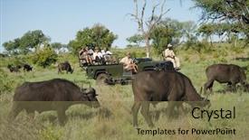  Presentation with jeep - Beautiful PPT theme featuring herd of african buffaloes syncerus backdrop and a violet colored foreground