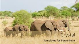  Presentation with name - Amazing theme having herd-of-african-elephant-scientific backdrop and a yellow colored foreground