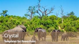  Presentation with african river - Presentation theme featuring herd of african elephants crossing river in shallow water watering in the okavango delta chobe national park in botswana the concept of active and exotic tourism background and a coral colored foreground
