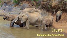  Presentation with african river - Slides enhanced with herd-of-african-elephants-drink background and a violet colored foreground