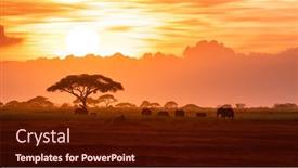  Presentation with african sunset - Beautiful PPT theme featuring herd-of-african-elephants-loxodonnta backdrop and a tawny brown colored foreground