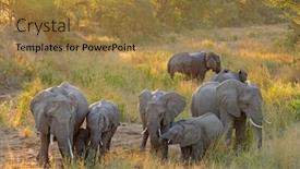  Presentation with kruger - Presentation theme with herd-of-african-elephants-loxodonta background and a coral colored foreground