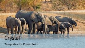  Presentation with elephants - Audience pleasing PPT theme consisting of herd of african elephants loxodonta africana drinking water south africa backdrop and a light blue colored foreground