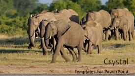  Presentation with elephants - Beautiful slides featuring herd of african elephants loxodonta africana at a waterhole hwange national park zimbabwe southern africa backdrop and a coral colored foreground