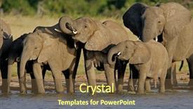  Presentation with elephants - Amazing slide deck having herd of african elephants loxodonta backdrop and a tawny brown colored foreground