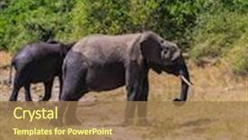  Presentation with african river - Presentation design featuring herd of african elephants at the watering river okavango shore botswana chobe national park the concept of exotic and active tourism background and a coral colored foreground