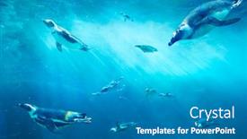  Presentation with ocean surface - PPT theme enhanced with herd-of-african-penguins-fishing background and a gray colored foreground