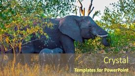  Presentation with exotic animals - Audience pleasing slide set consisting of herd-of-african-savannah-elephants backdrop and a violet colored foreground