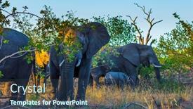  Presentation with exotic animals - PPT layouts enhanced with herd-of-african-savannah-elephants background and a ocean colored foreground