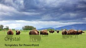  Presentation with bison - Colorful presentation theme enhanced with herd-of-american-bison-bison backdrop and a yellow colored foreground