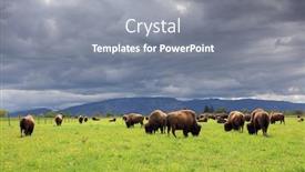  Presentation with bison - Audience pleasing presentation design consisting of herd-of-american-bison-bison backdrop and a gray colored foreground