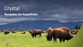  Presentation with bison - Presentation theme featuring herd-of-american-bison-bison background and a ocean colored foreground