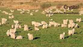  Presentation with pasture - PPT theme featuring herd of angora goats background and a gold colored foreground