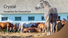  Presentation with horses - Theme having herd of arabian horses in paddock eating hay background and a light gray colored foreground