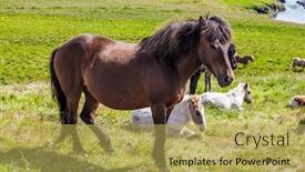  Presentation with tundra - Cool new presentation design with herd-of-beautiful-and-kind backdrop and a yellow colored foreground