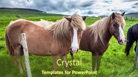  Presentation with beautiful green - Slide deck enhanced with herd-of-beautiful-horses-grazes background and a tawny brown colored foreground