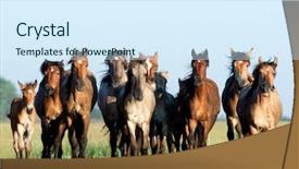  Presentation with horses - Colorful theme enhanced with herd of belorussian harness horses backdrop and a sky blue colored foreground