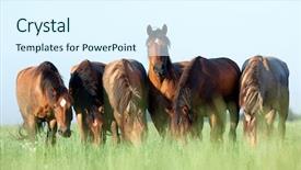  Presentation with horses - Audience pleasing slides consisting of herd of belorussian harness horses in field at sunrise eating grass backdrop and a sky blue colored foreground