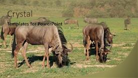  Presentation with south africa - Audience pleasing presentation theme consisting of herd-of-blue-wildebeest-connochaetes backdrop and a coral colored foreground