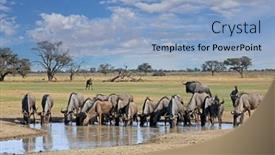  Presentation with kalahari - Presentation design enhanced with herd-of-blue-wildebeest-connochaetes background and a light blue colored foreground