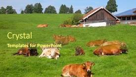  Presentation with cattle - Slide set having herd of brown cows resting at a pasture on a sunny summer day with cattle farm in background background and a tawny brown colored foreground