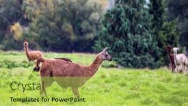  Presentation with green lawn - Cool new PPT theme with herd-of-brown-lamas backdrop and a yellow colored foreground