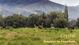 Presentation with haircut - Slide deck featuring herd-of-brown-llamas background and a  colored foreground