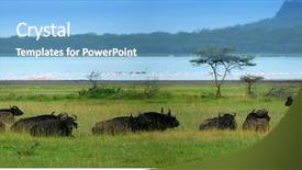  Presentation with kenya - Colorful PPT theme enhanced with herd of buffalos africa kenya lake nakuru backdrop and a light blue colored foreground
