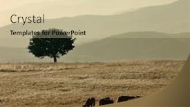  Presentation with grazing - Amazing PPT theme having herd-of-calves-grazing backdrop and a lemonade colored foreground