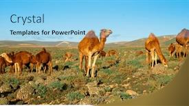 Presentation with camel - Slide deck enhanced with herd-of-camel background and a light blue colored foreground