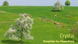  Presentation with cattle - Beautiful PPT layouts featuring herd of cattle on a scenic alpine meadow emmental switzerland backdrop and a tawny brown colored foreground