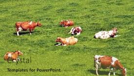  Presentation with cattle - Slide deck consisting of herd of cattle on a scenic alpine meadow emmental switzerland background and a gold colored foreground