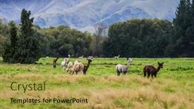 Presentation with breeding - Slide set having herd-of-colorful-llamas-grazes background and a yellow colored foreground