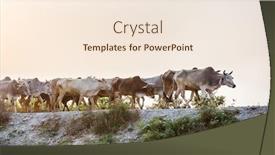  Presentation with agriculture field - Beautiful PPT theme featuring herd-of-cows-at-summer backdrop and a cream colored foreground