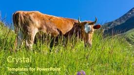  Presentation with agriculture field - PPT layouts featuring herd-of-cows-at-summer background and a tawny brown colored foreground
