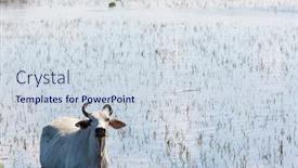  Presentation with agriculture field - Presentation design with herd-of-cows-at-summer background and a sky blue colored foreground