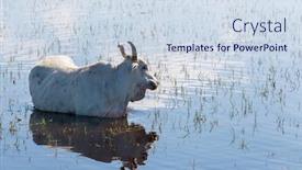  Presentation with agriculture field - Slide deck having herd-of-cows-at-summer background and a sky blue colored foreground