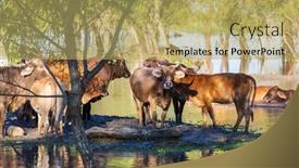  Presentation with agriculture field - Colorful PPT theme enhanced with herd-of-cows-at-summer backdrop and a yellow colored foreground