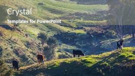  Presentation with agriculture field - Amazing slides having herd-of-cows-at-summer backdrop and a mint green colored foreground