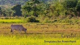  Presentation with agriculture field - Theme having herd-of-cows-at-summer background and a gold colored foreground