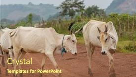  Presentation with agriculture field - Presentation design enhanced with herd-of-cows-at-summer background and a coral colored foreground