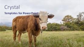  Presentation with agriculture field - Slide set with herd-of-cows-at-summer background and a sky blue colored foreground
